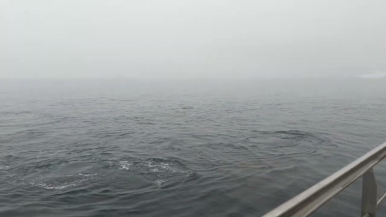 South Georgia video 