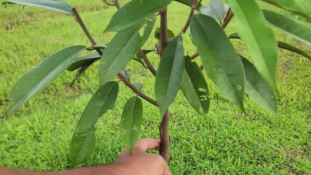 Potong pucuk, solusi pohon durian macet tumbuh