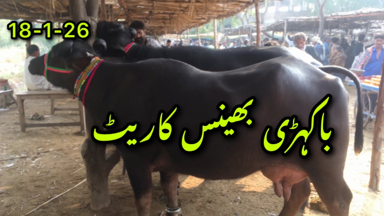 T’andò Mohammed khan Mandi 18-1-26