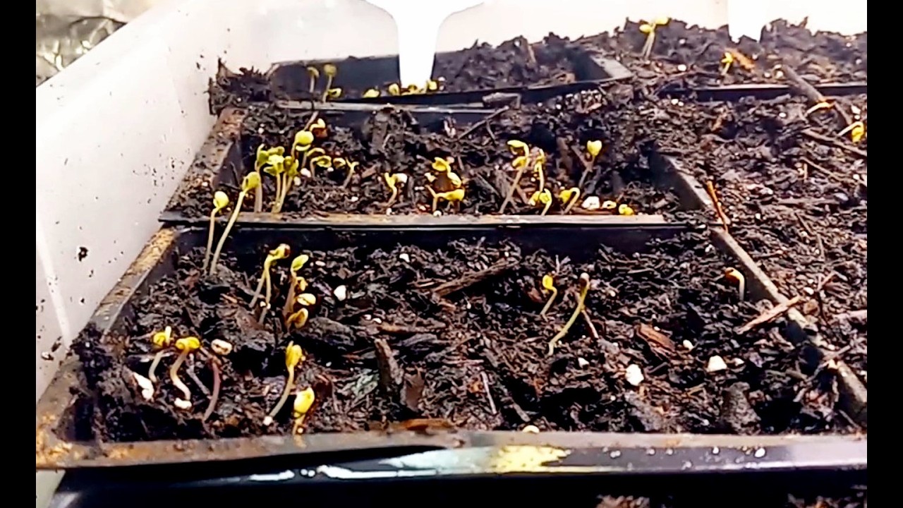 Growing Brassica from Seedlings to Harvest