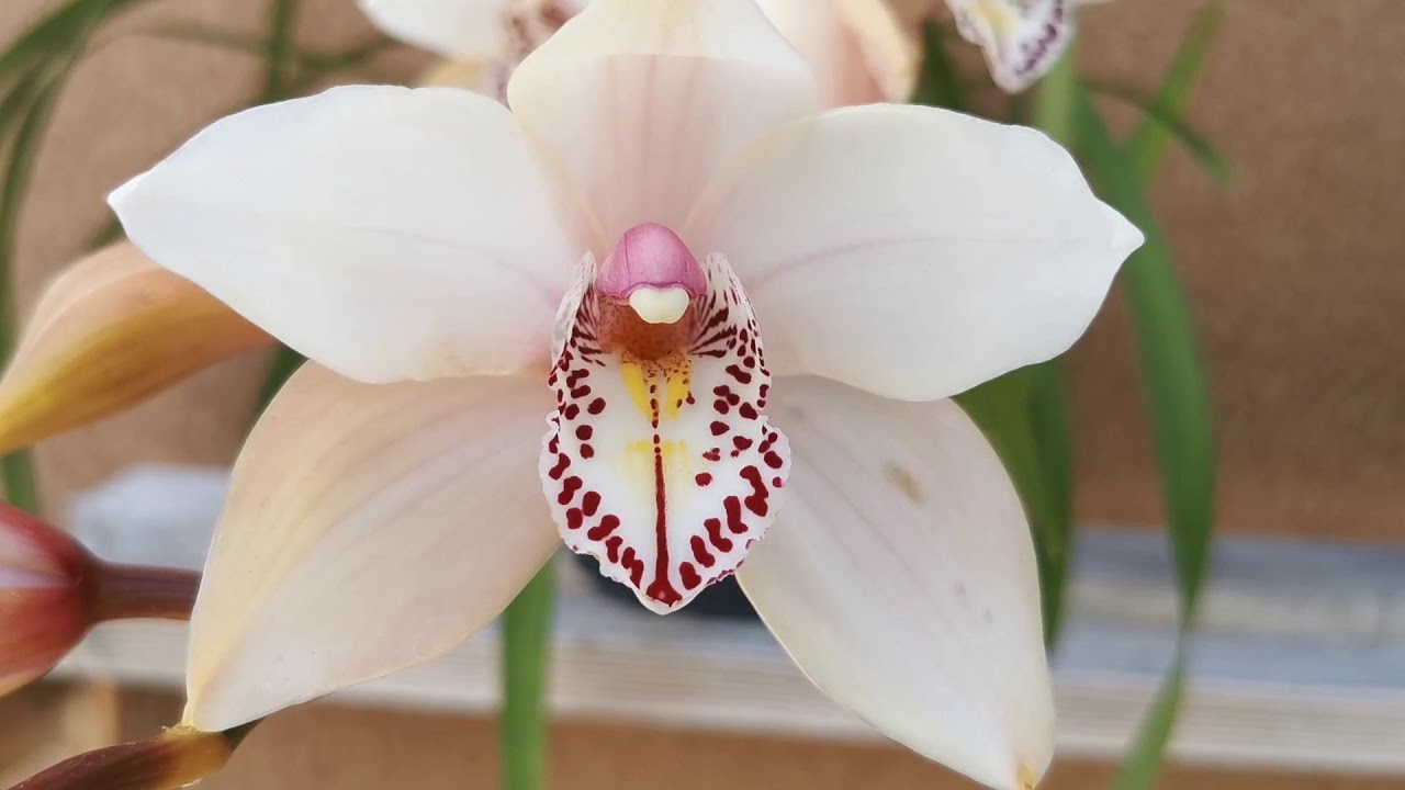 兰花219.有香味的大花蕙兰复花03/05/2021