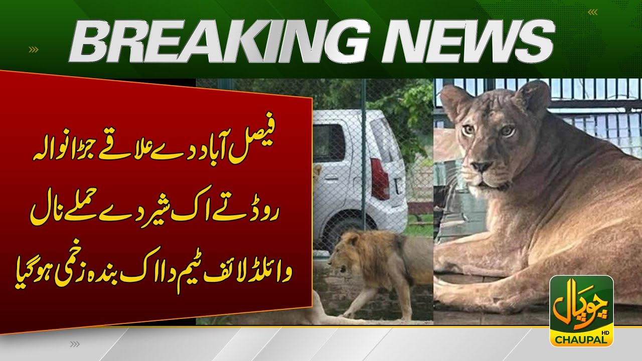 In Faisalabad area on Jaranwala Road one member of the wildlife team was injured in a lion attack
