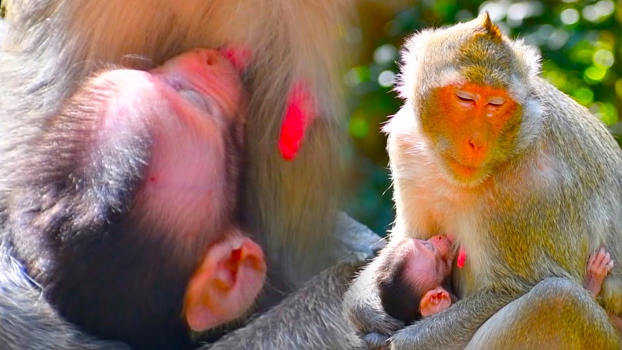 ADuro the baby monkey is hugging his mother and sucking her milk