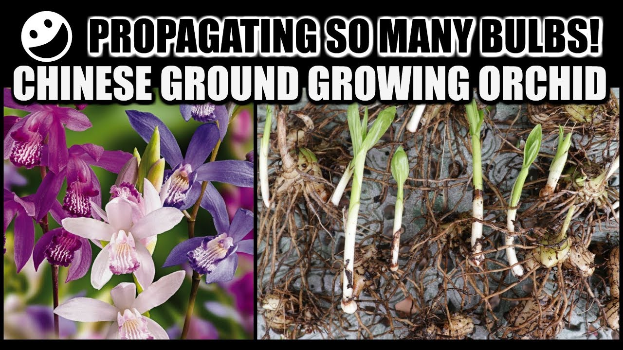 PROPAGATION & REPOT - Chinese Ground Growing Orchids / Bletilla Striata