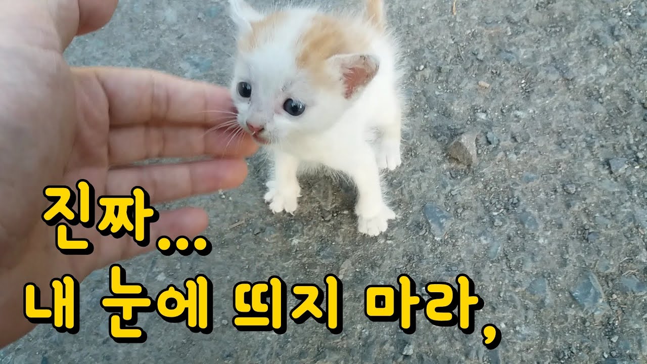 귀막고 눈가리고 다녀야 할 판. 이번에는 고양이 형제, 어찌할 바를 모르겠네요.