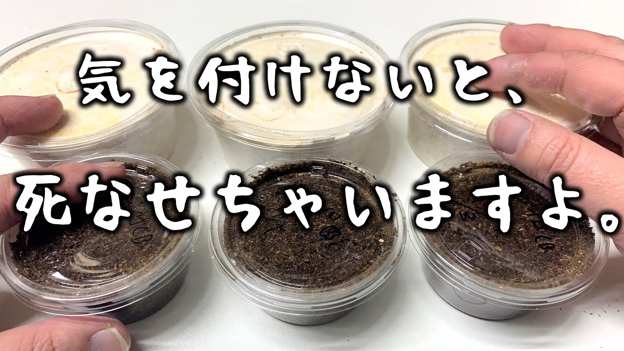 重要！ベビー幼虫がバタバタと★になる。阻止するためにやるべきこと（くろねこチャンネル）