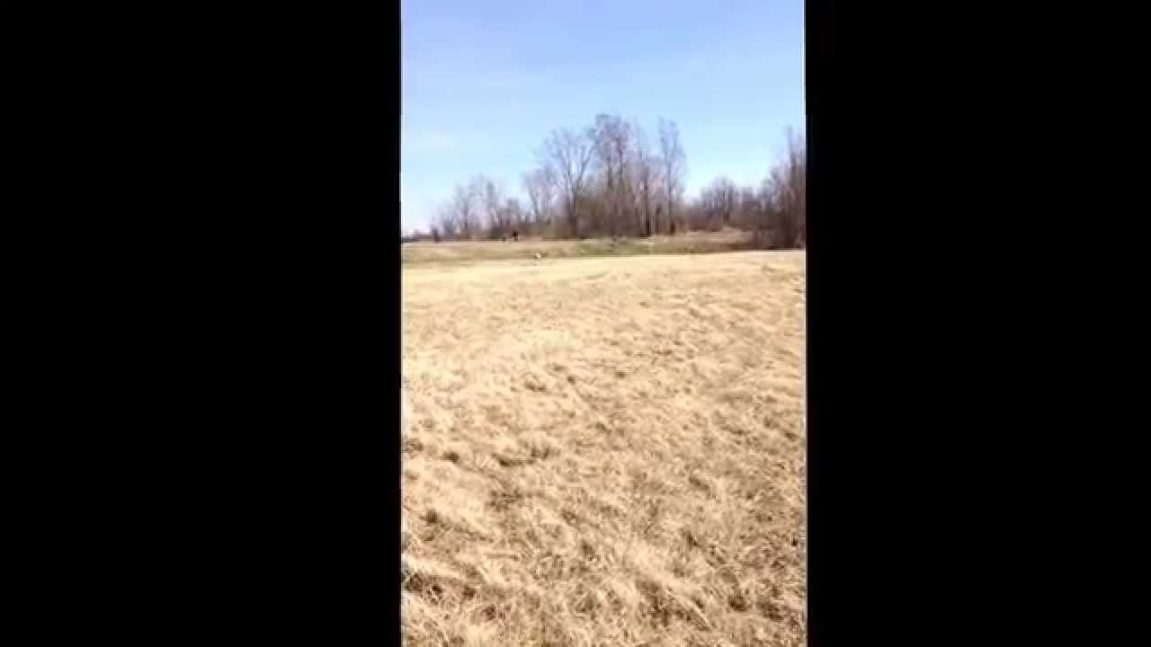 Riley long retrieve