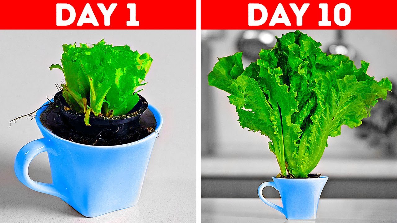 Genius Hacks With Food Scraps That Will Save Your Money