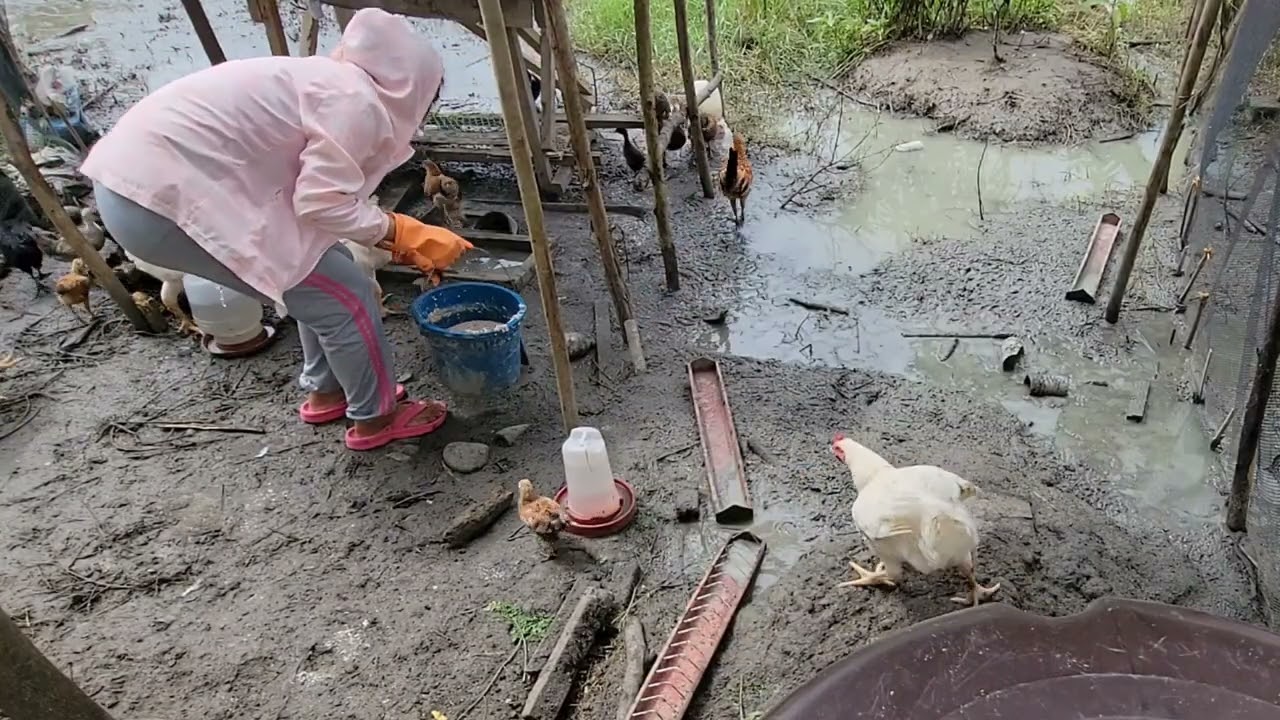 Magpakain Ng manok