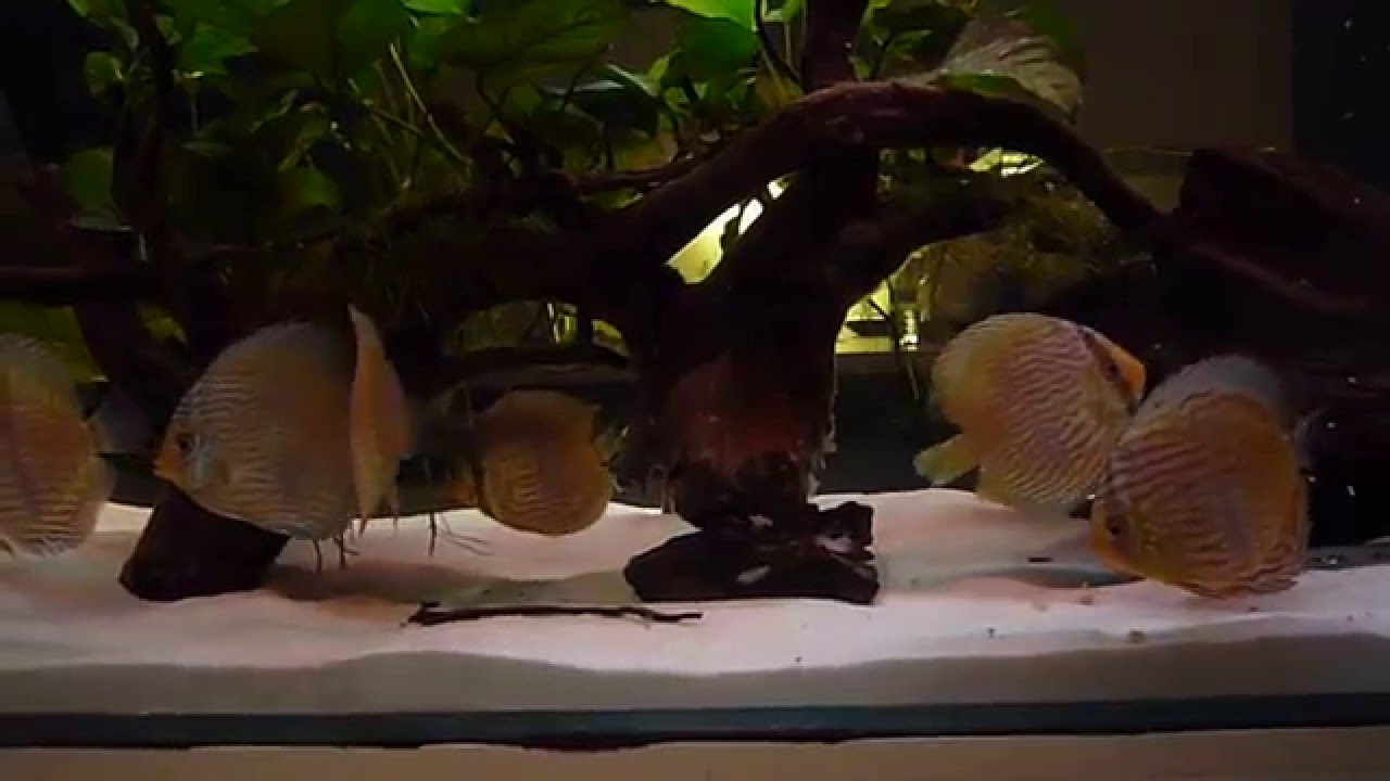 Symphysodon Heckel WF (Heckel Discus Wild)