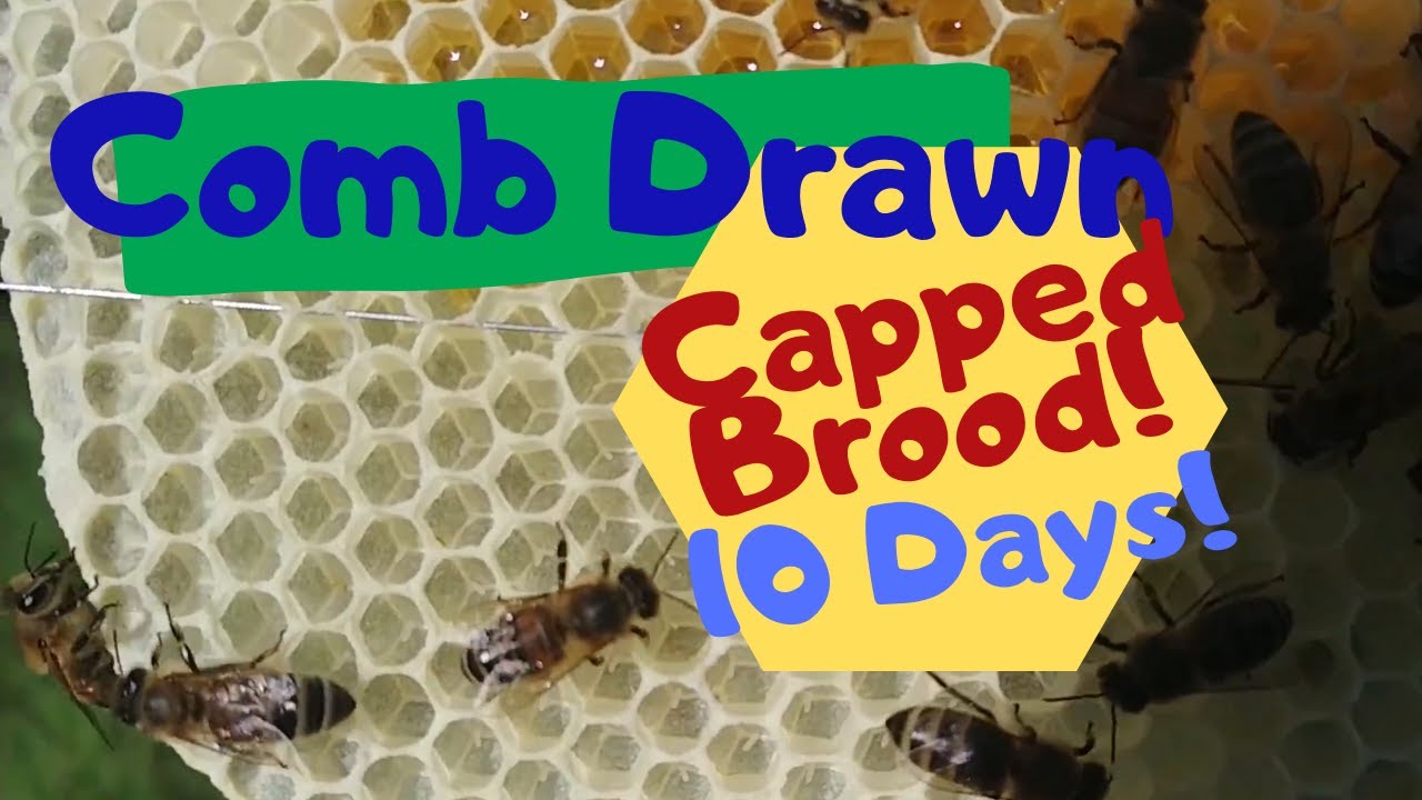 ☯️ Beekeeping  |FULL COMB DRAWN IN 10 DAYS!!! Foundationless beekeeping