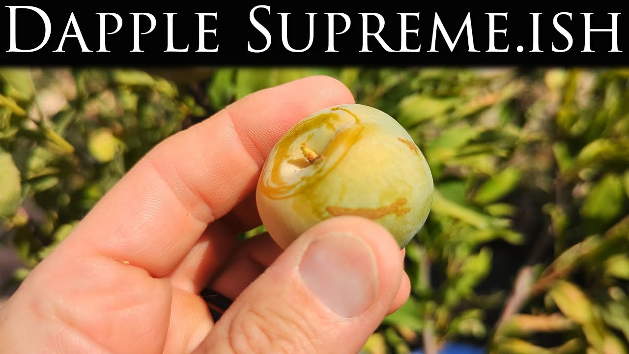 Катастрофа Dapple Supreme Pluot: почему мое посаженное весной дерево погибло, несмотря на летний ...