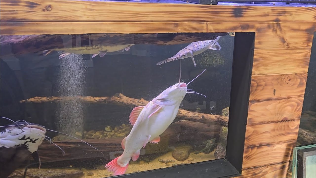 QUARANTINE FISH TO THEIR NEW HOMES....