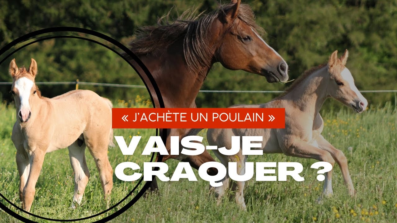 [J’achète un poulain] PART.1 : La rencontre !