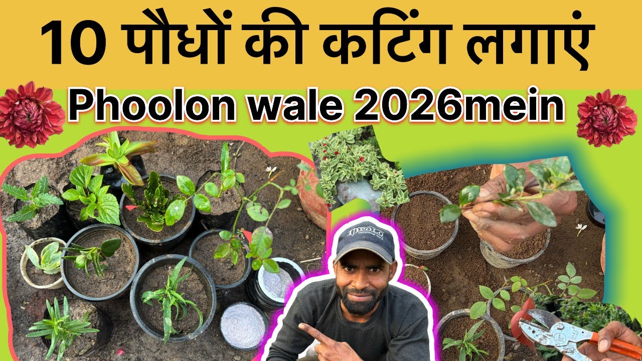 10 खूबसूरत फूलों वाले पौधों की कटिंग लगाएं 2026 में Plant cuttings of 10 beautiful flowers in winter