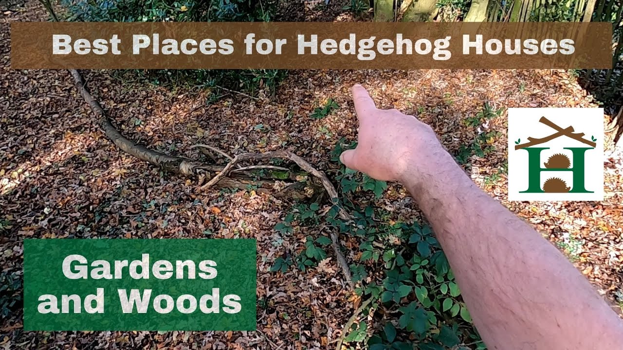 Best Places for Hedgehog Houses in Gardens and Woods - Hornbeam Wood Hedgehog Sanctuary