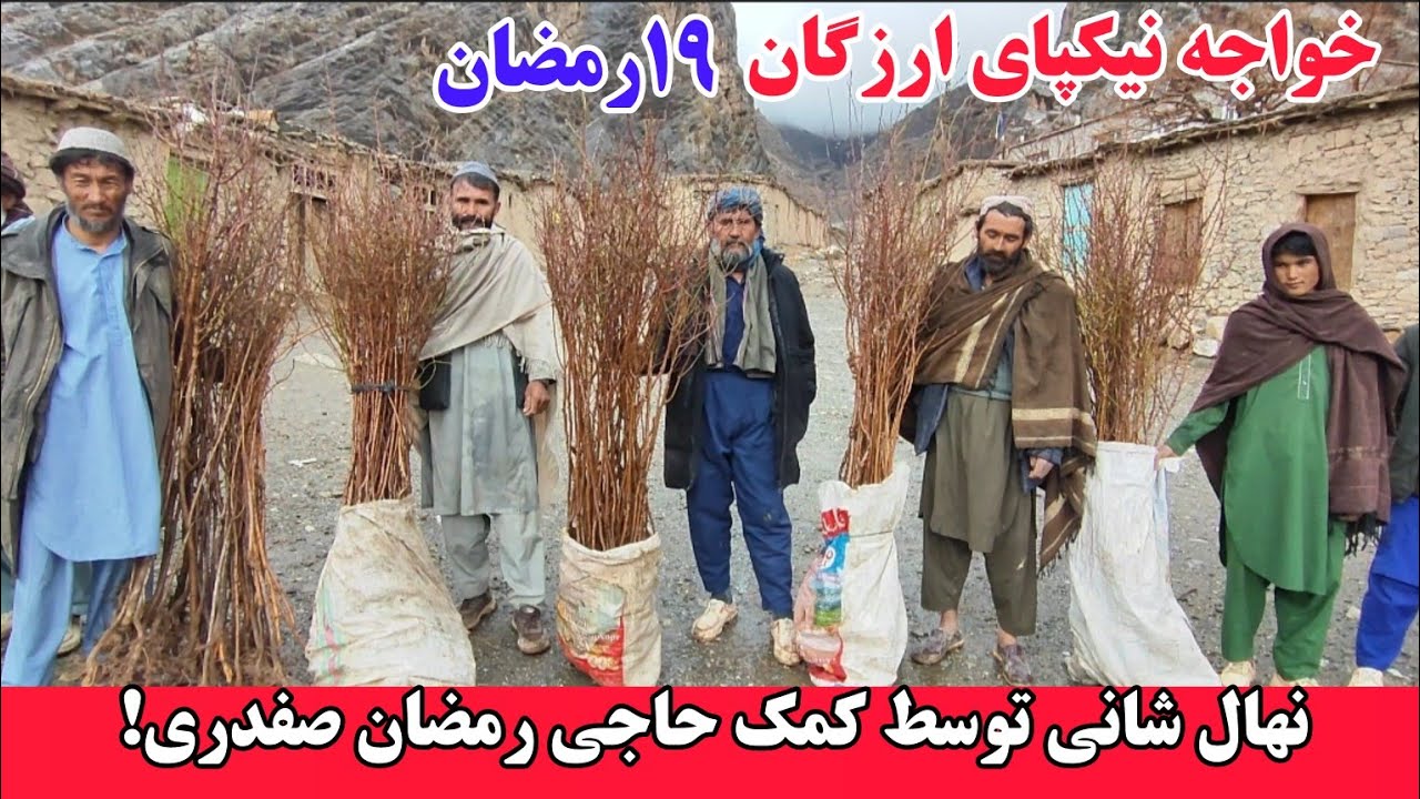 سرسبزی و نهال شانی در خواجه نیکپای ارزگان #هزاره #ارزگان #جاغوری 