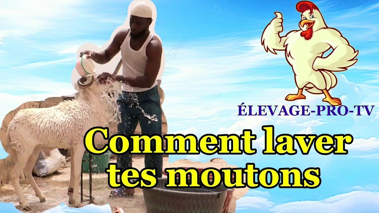 Entretien du bétail (le lavage des moutons)