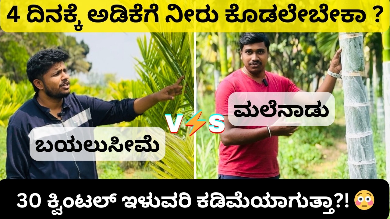 ಅಡಿಕೆ ತೋಟ ಆದಾಯ ಎಷ್ಟು? Arecanut Yield, Profit, Yield Increase Tips & Summer Care |ಬಯಲುಸೀಮೆ vs ಮಲೆನಾಡು
