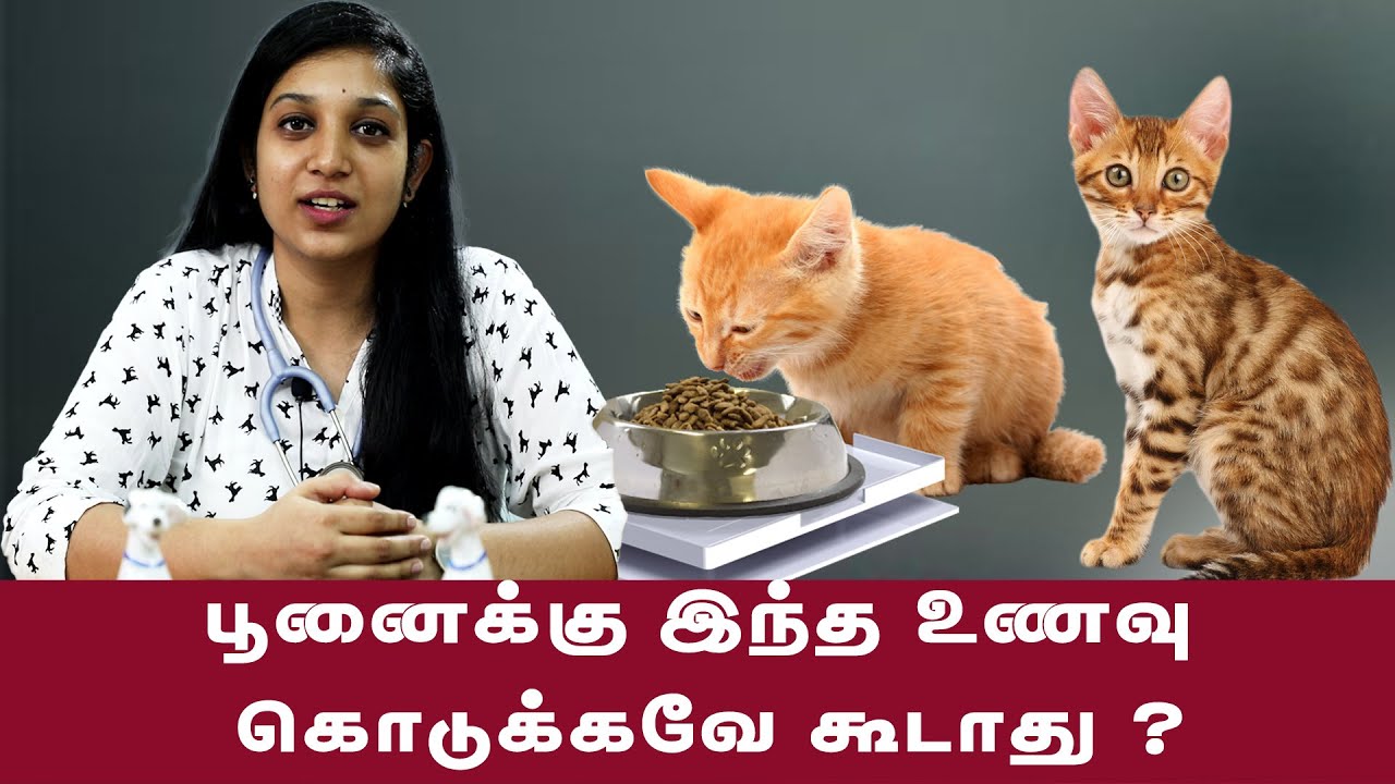 பூனைக்கு இந்த உணவு கொடுக்கவே கூடாது ? |  Cat Food