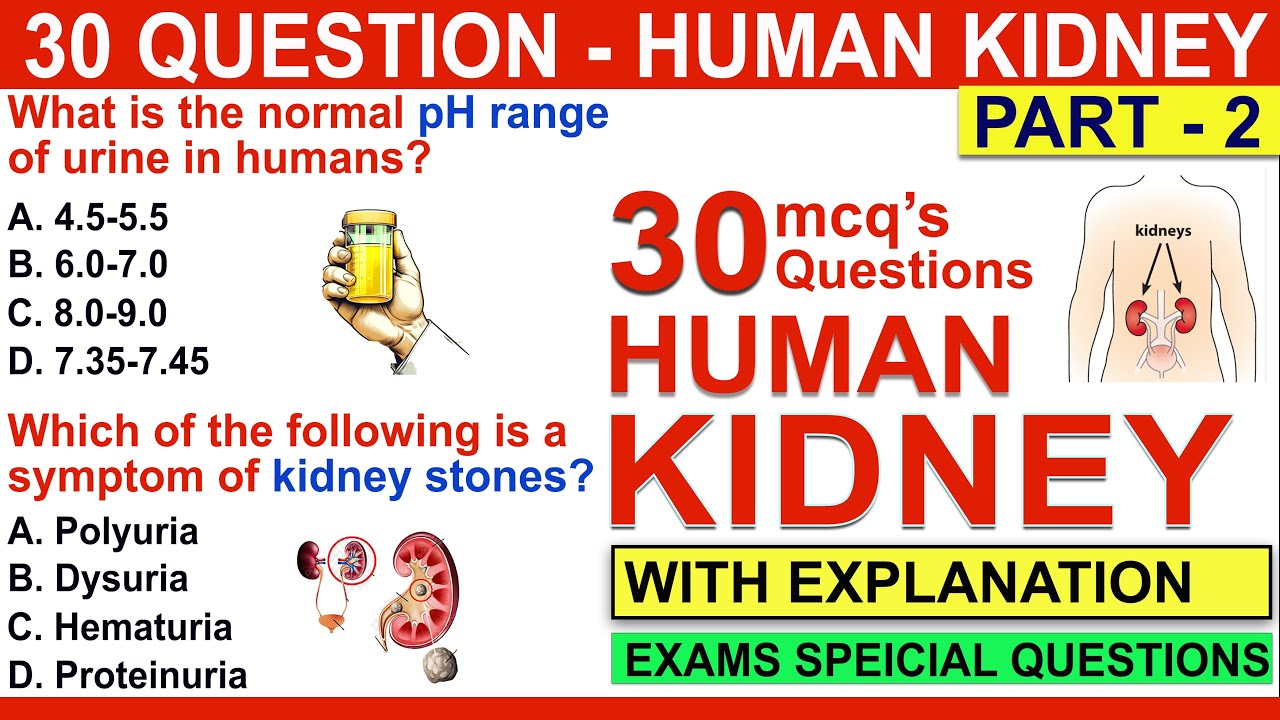 mcqs on human kidney |  part 2 | human kidney mcqs questions and answers | mcqs on excretory system