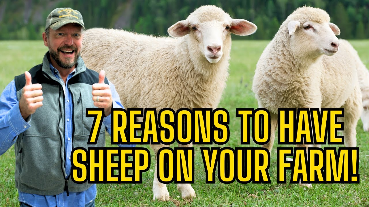 7 Reasons You Want Sheep On Your Farm