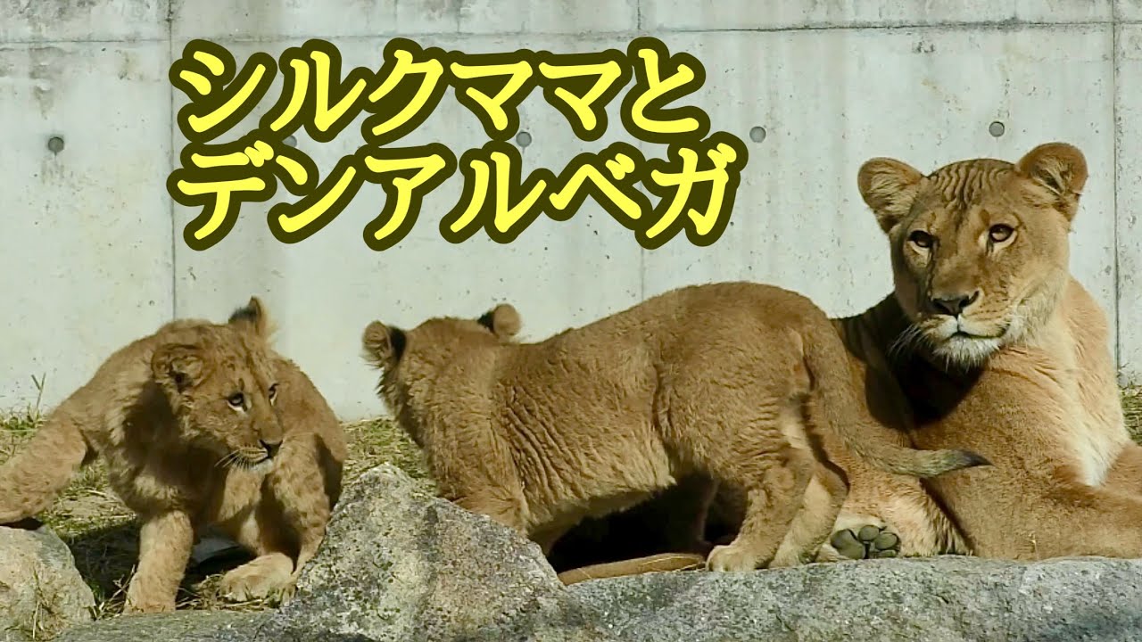 ライオン　デンアルベガを見守るシルクママ【のんほいパーク】Lion Silk Den Al Vega Toyohashi Zoo 