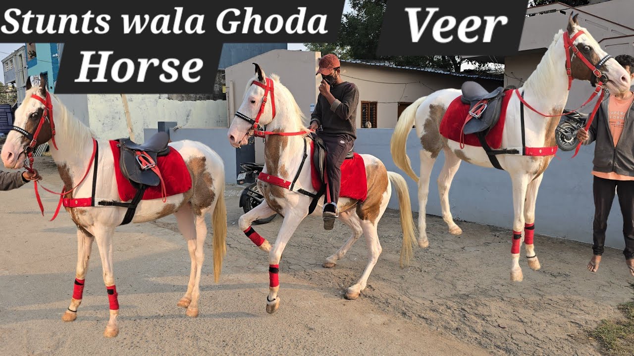 Marwadi ghoda available near Hyderabad | ablak ghode | Stunts horse in Hyderabad | guilded horses