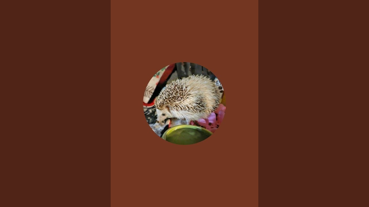Gerbils, Chinchillas, Hedgehogs and Friends! is live!