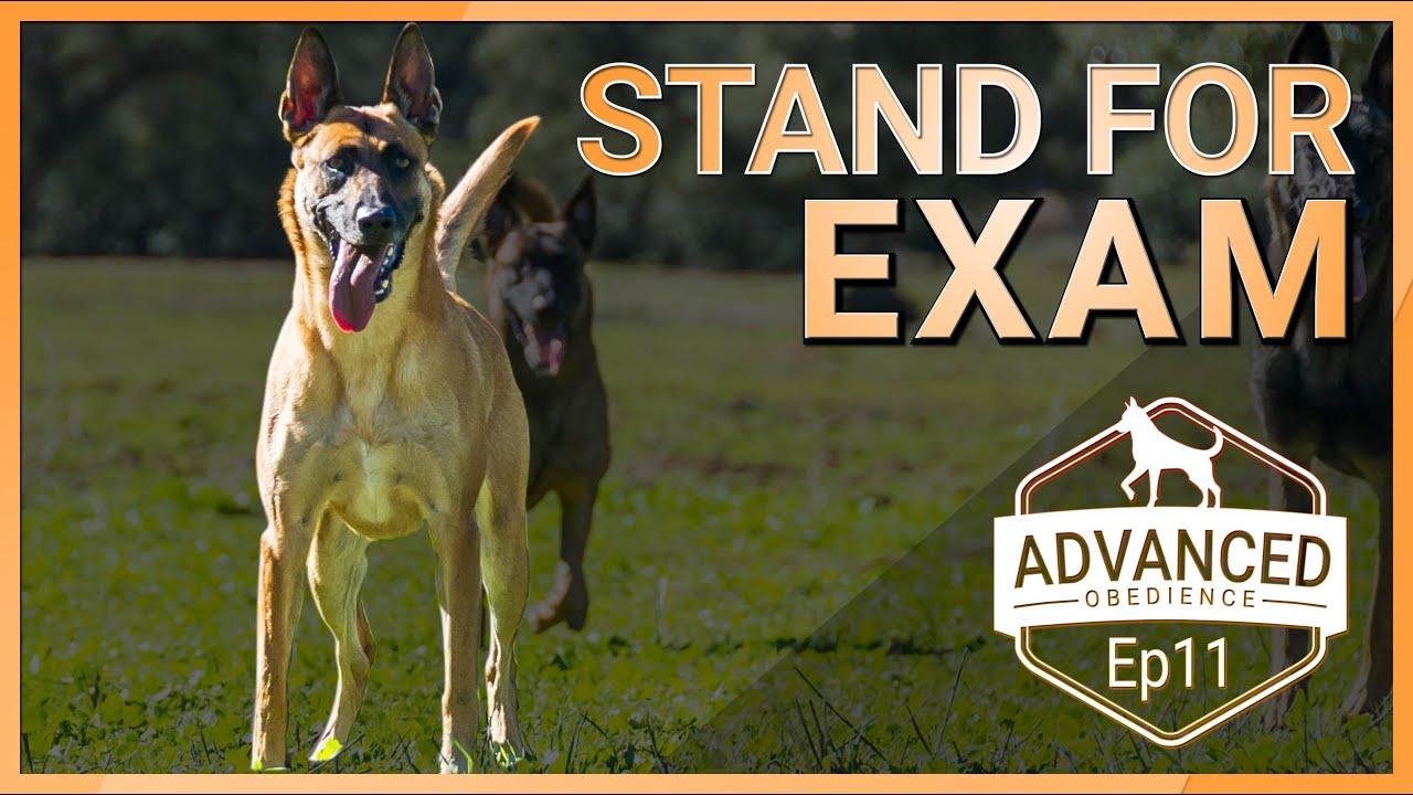 How To Teach Your Dog The Stand For Exam. Including Bonus Material!