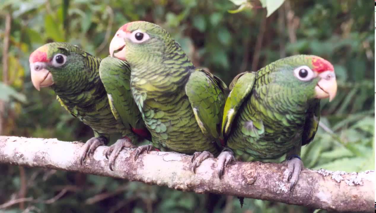 Loro Alisero Cantando Sonido para Llamar El Mejor