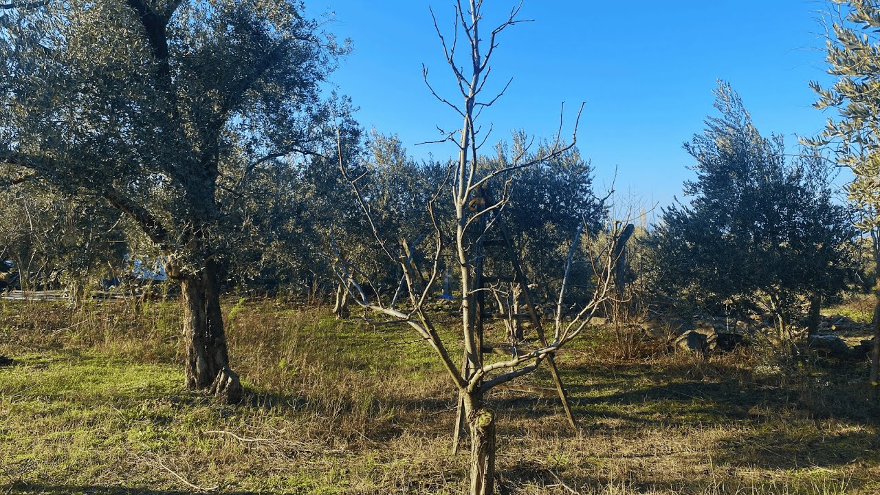 Armut Ağacı Budama - Naşi Armudu Budama Rehberi: Verim Arttırma ve İri, Sulu Meyveler İçin İpuçları