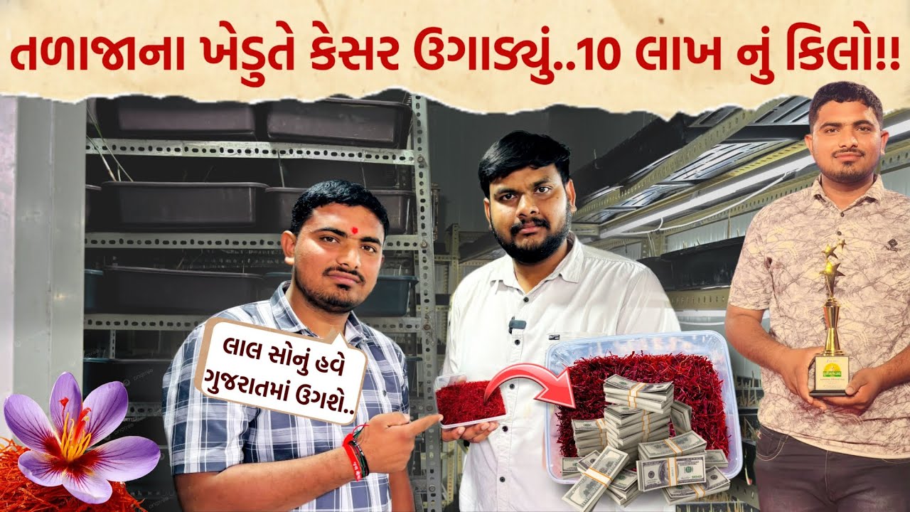 તળાજાના આ ખેડૂતે 10 લાખ નું કિલો વેચાતું કેસર ઉગાડયું/saffron farming in Gujarat