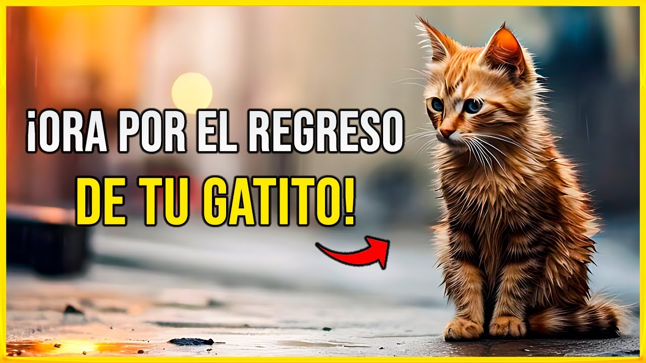 Oración para ENCONTRAR un GATO PERDIDO 🙏 Oración para que mi gato vuelva a casa