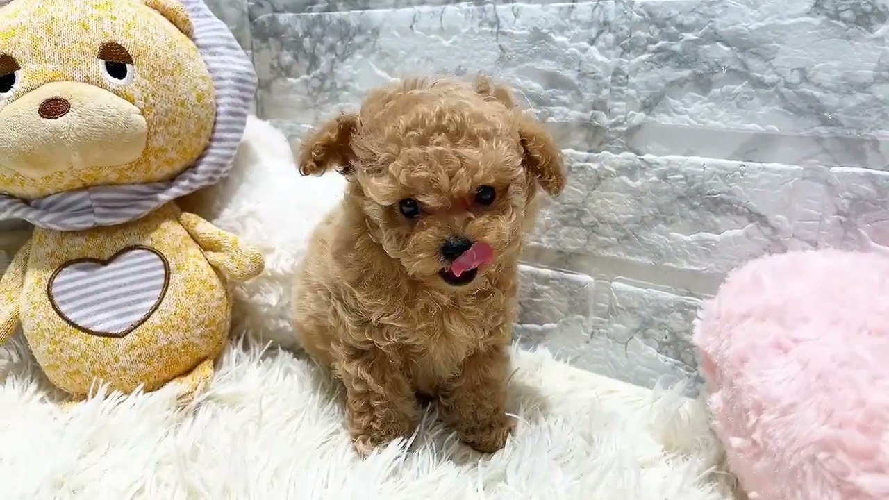 199306　ティーカッププードル　ペットショップ犬の家＆猫の里香久山店