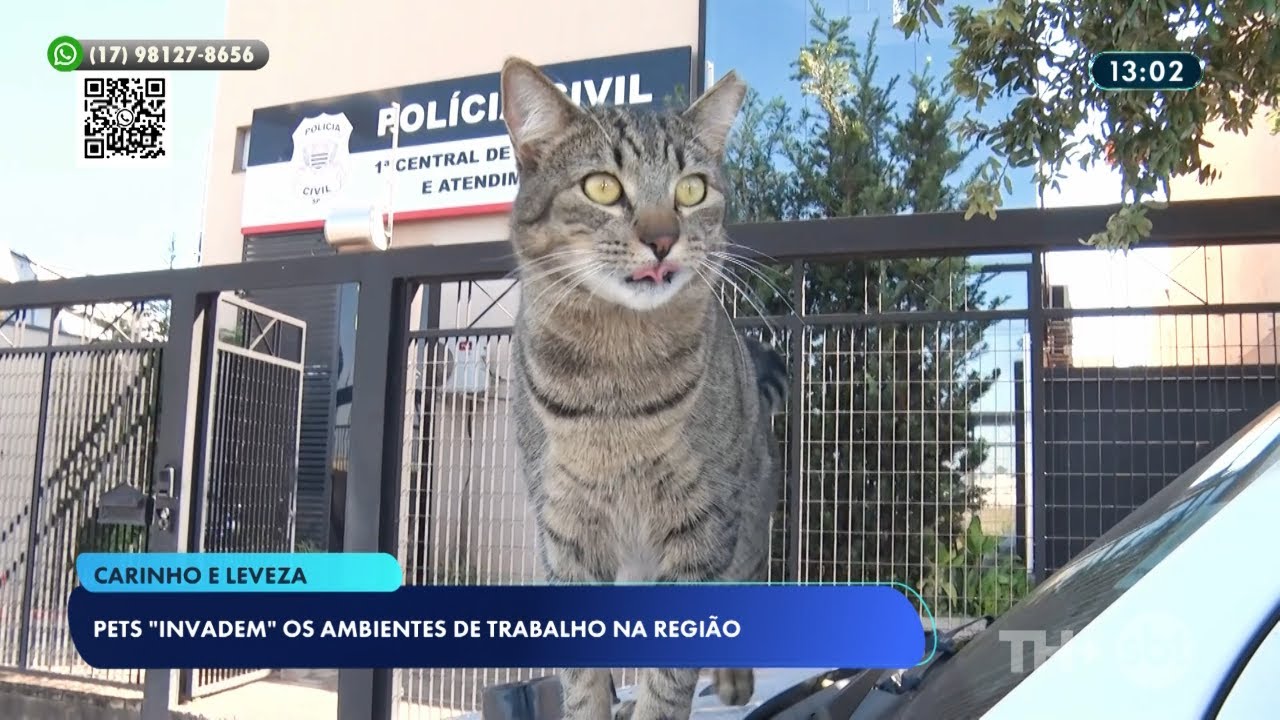 Pets “invadem” ambientes de trabalho em empresas da região