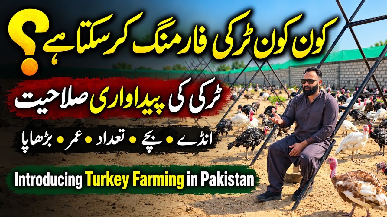 Who Can Start Turkey Farming in Pakistan? | Turkey Production Capacity Detail Information 🦃 