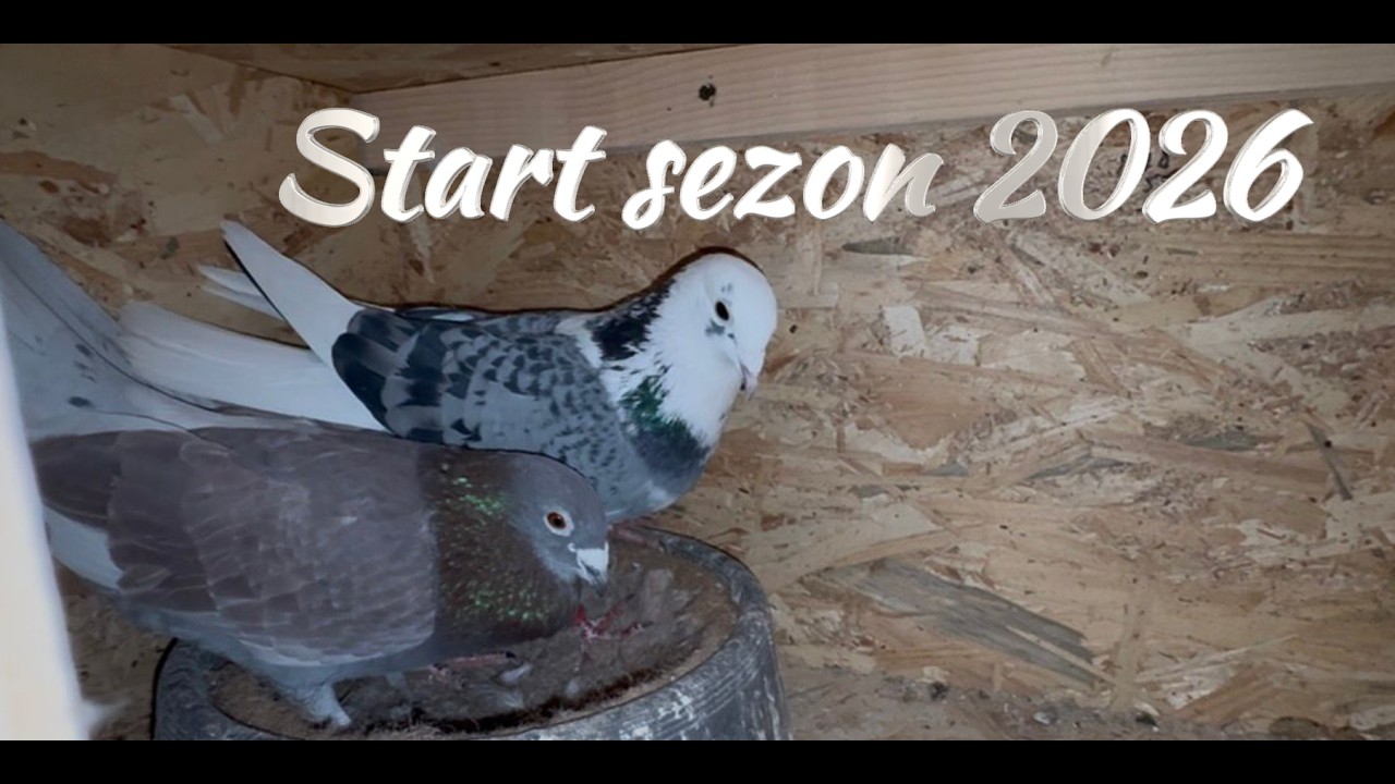 Incepem sezonul 2026 cu imperecherea porumbeilor