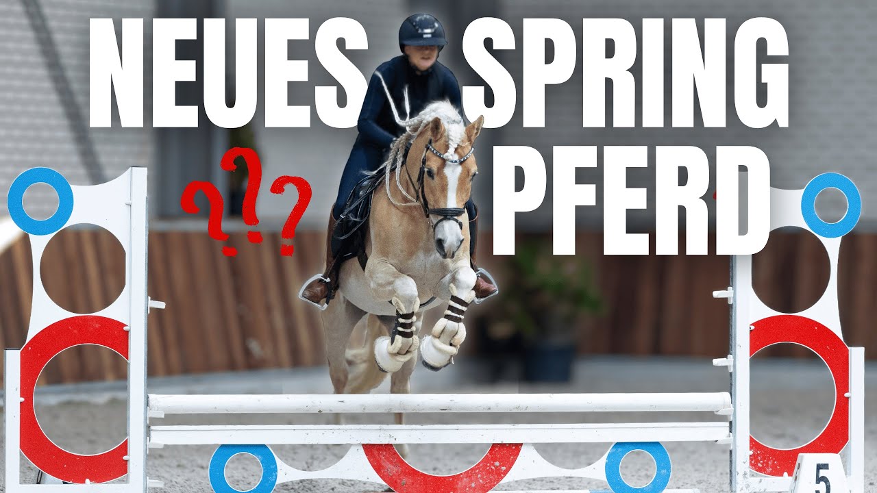 NEUES SPRINGPFERD ?!