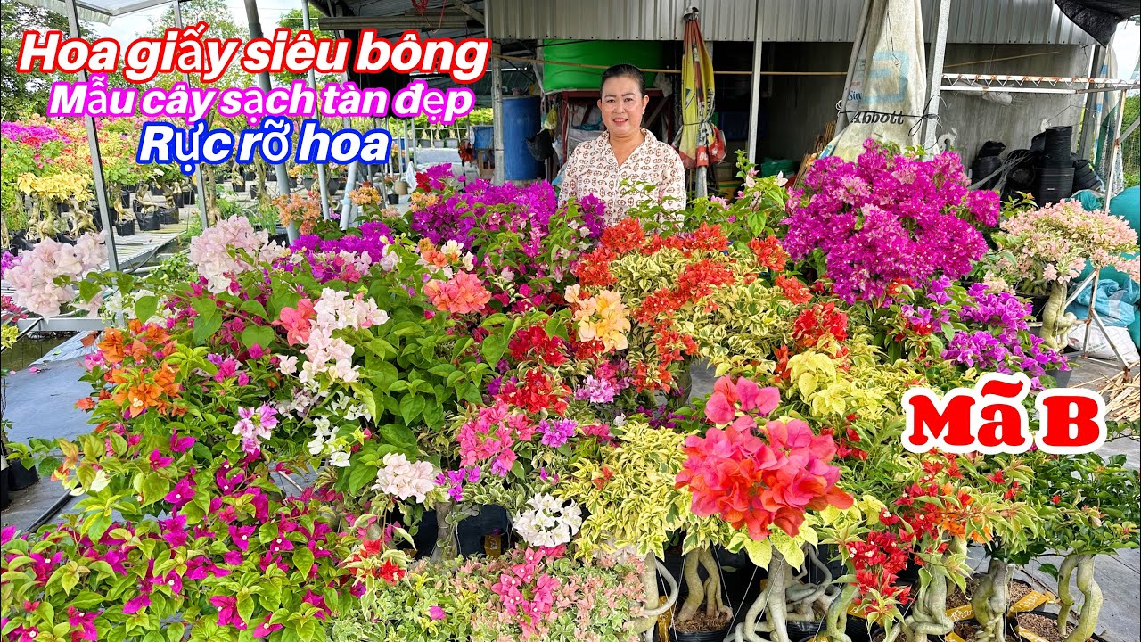 Hoa giấy siêu hoa nhiều màu mẫu cây sạch tàn đẹp chào bán..13/09😘📲 0706763012.Chị-Ngọc 