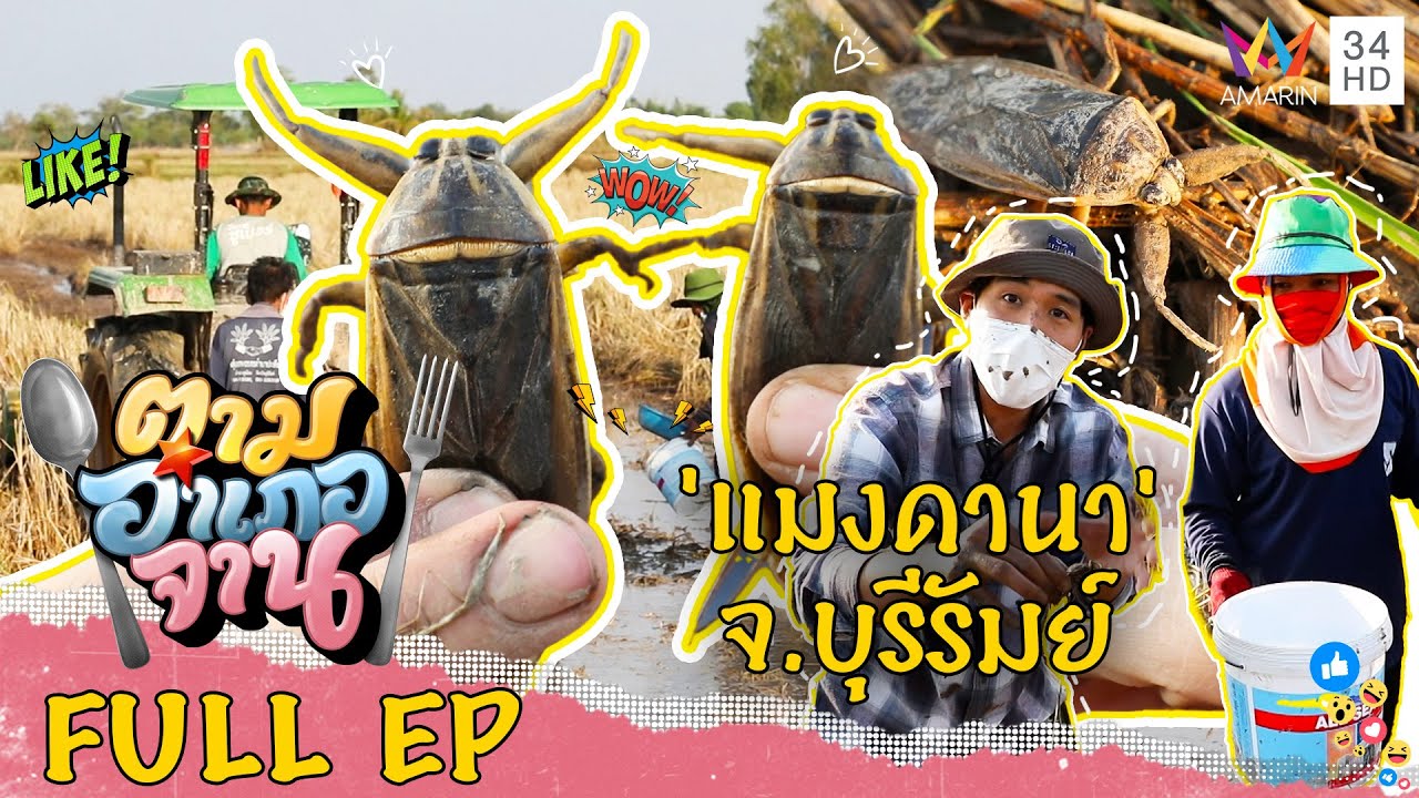 ลุยโคลนจับ 'แมงดานา' จ.บุรีรัมย์ | ตามอำเภอจาน | 5 มี.ค.65 Full EP