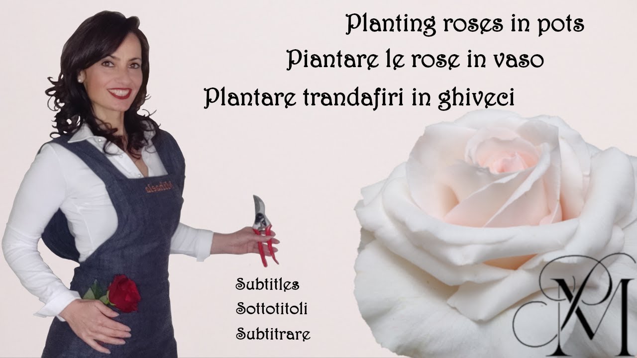 Piantare le rose in vaso - guida completa