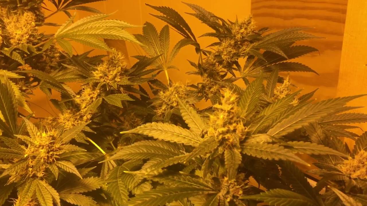 Crop King Seeds purple kush day 45 of flower