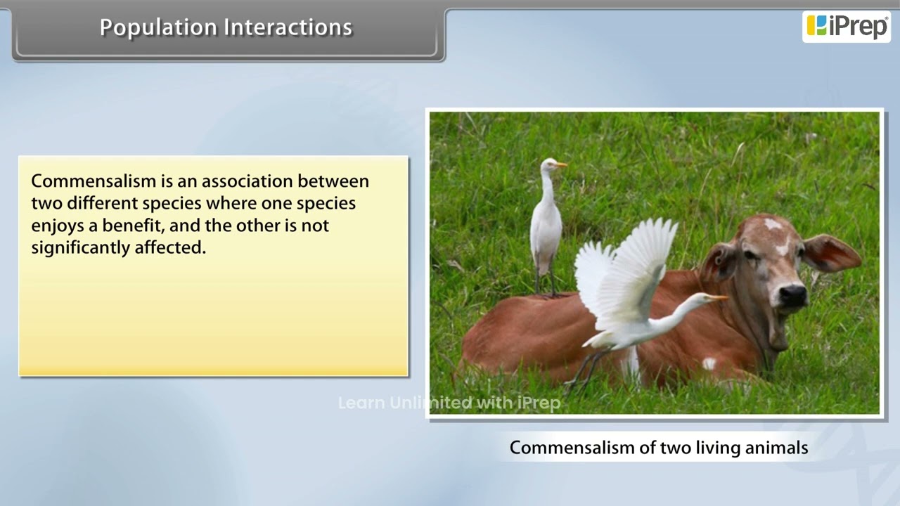 Population Interactions  |Organisms and Population | Biology  | Class 12th | iPrep