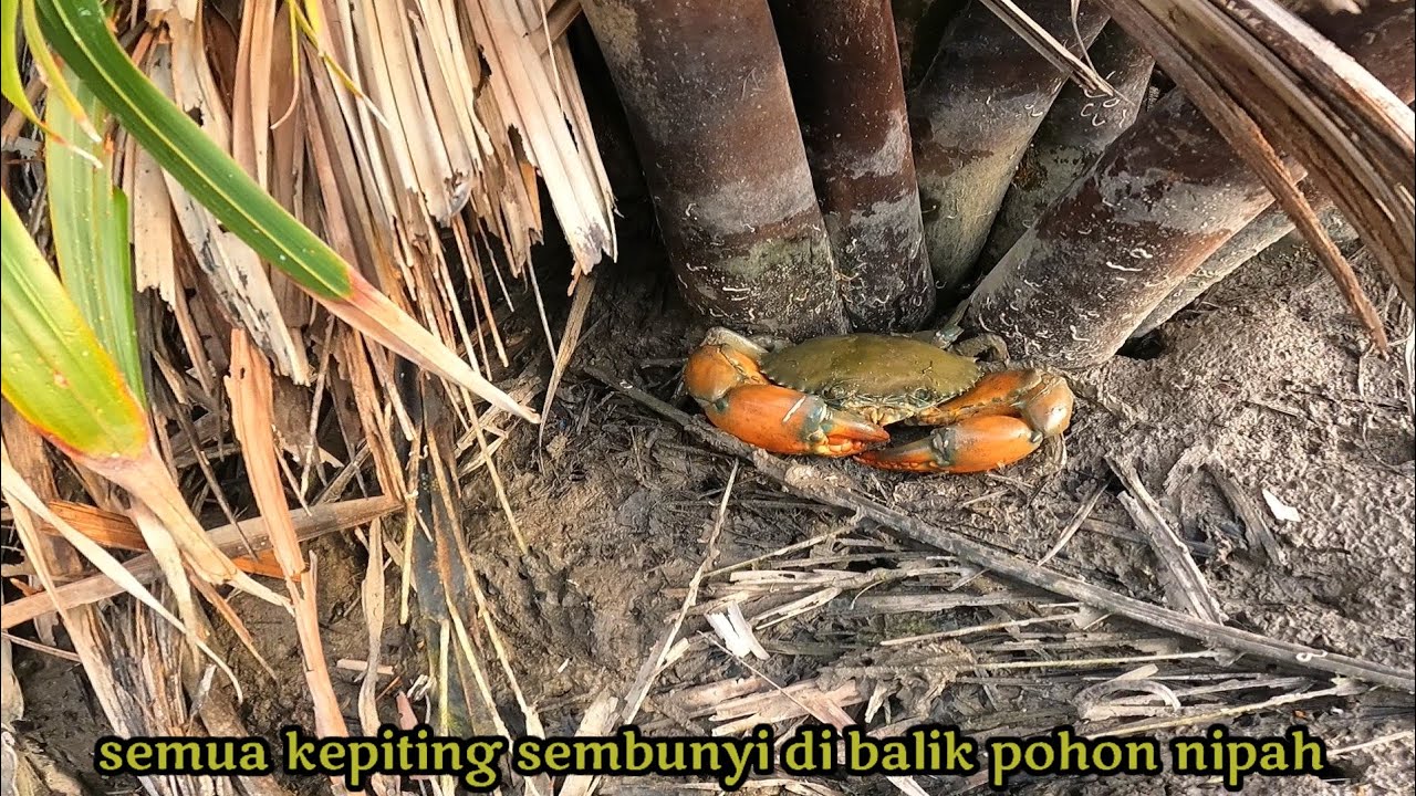 mencari kepiting bakau saat panen di tambak tradisional