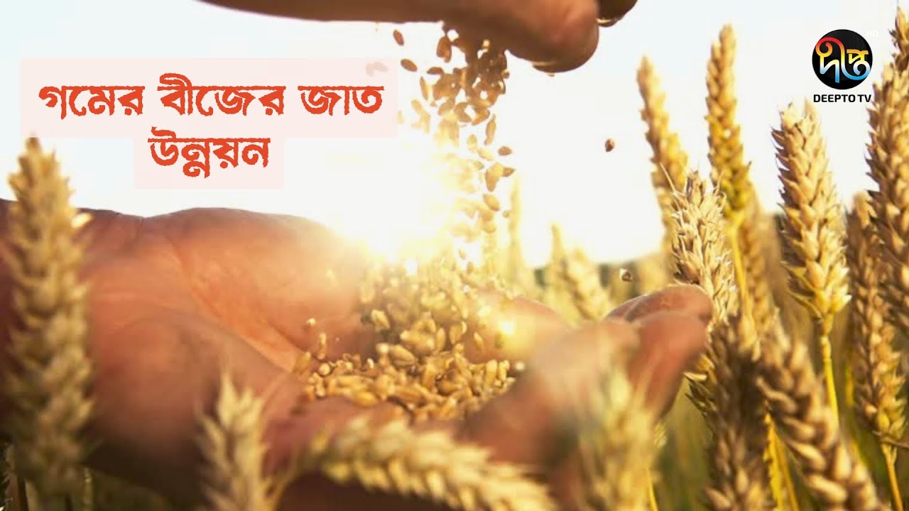 Deepto Krishi | গমের বীজের জাত উন্নয়ন ..l  Wheat seed improvement.l Deepto Tv