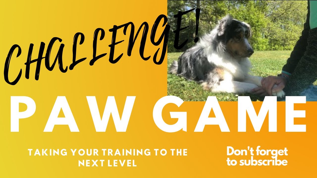 The Paw Game - Dog Challenge! (Fun game for you and your dog)