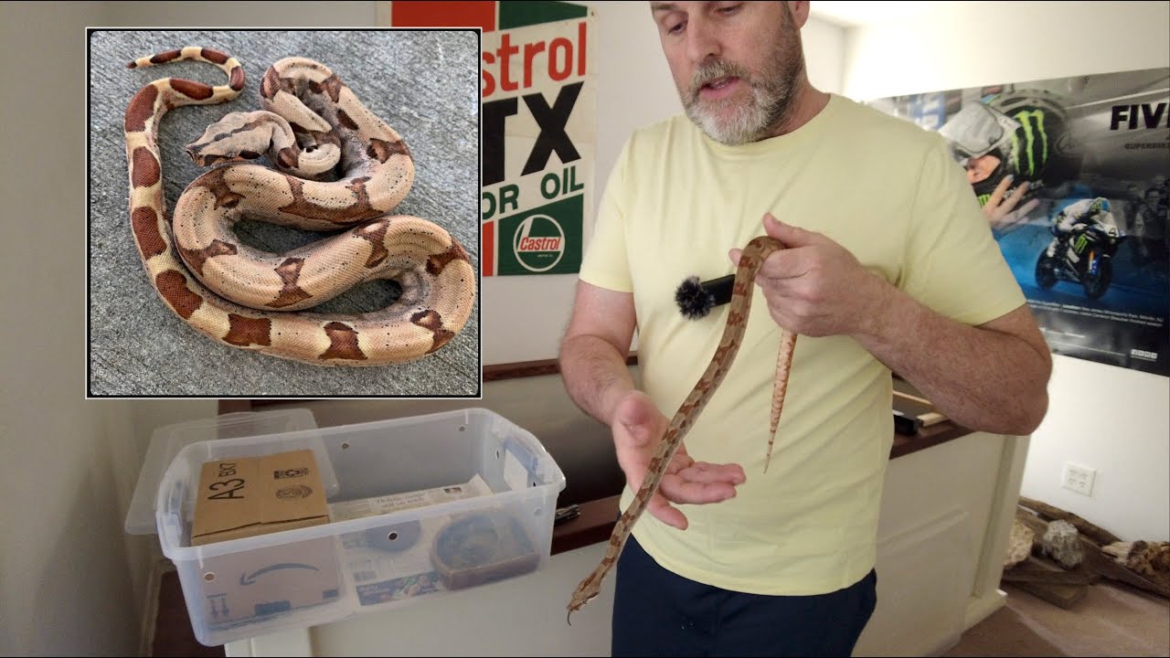 My new reptile addition has arrived...a yearling male, Hypo Boa