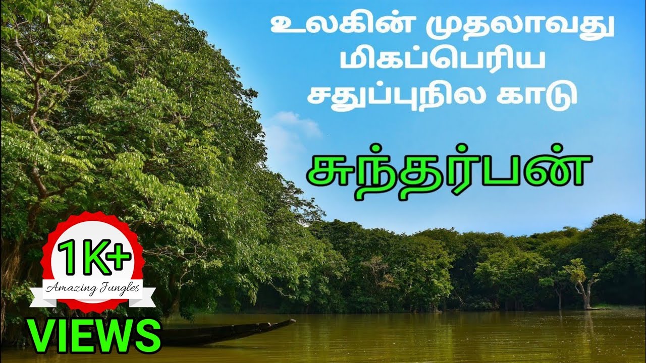 About sundarbans mangrove forest in tamil