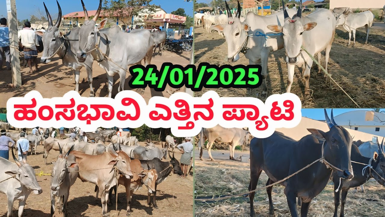 ಹಂಸಭಾವಿ ಎತ್ತಿನ ಪ್ಯಾಟಿ || Haunsbhavi Bulls and Cattle Market || ಪ್ರತಿ ಶುಕ್ರವಾರ ಬೆಳಿಗ್ಗೆ  #cattlefair